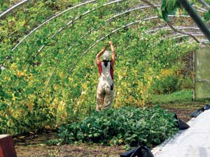 These trellises are used to grow pole beans during the summer. In winter, the structure is converted to a hoop house for growing salad greens.